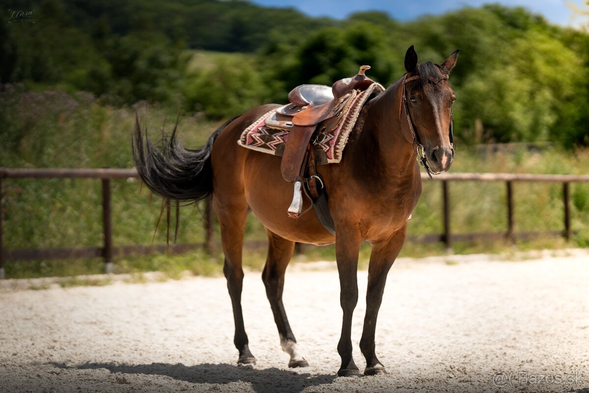 Bay hřebec American Quarter Horse, reining původ, matka s PE - 11