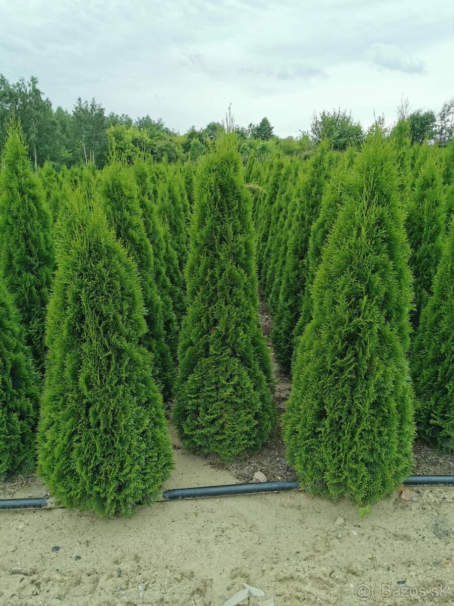 TUJE SMARAGD 220-250cm AKCIA 25€ - 11