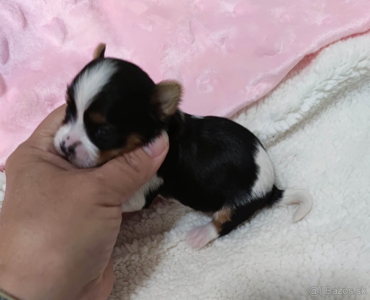 Biewer Yorkshire terrier - 11