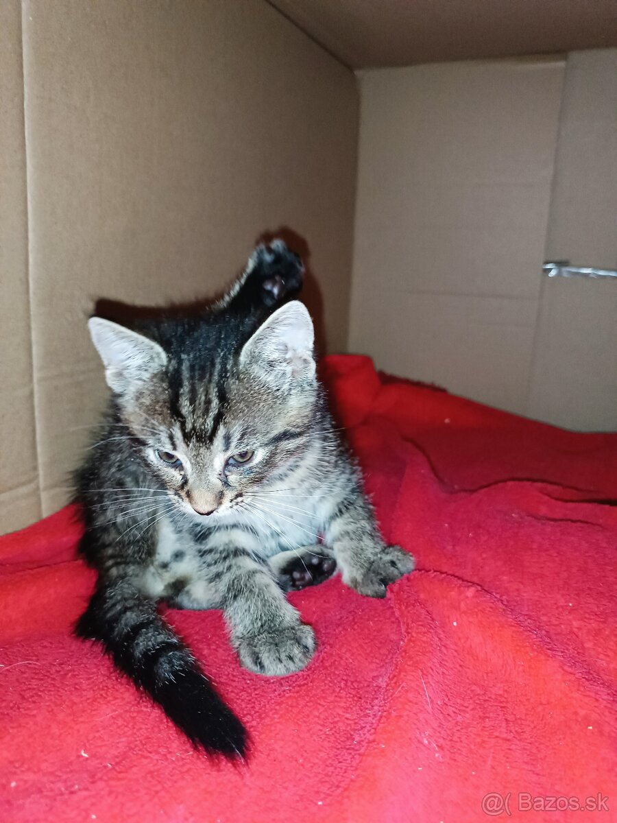 Darujem mačiatka do dobrých ruk - 11
