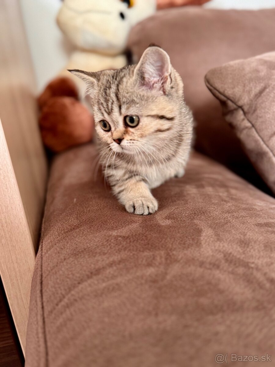 Škótska klapouchá mačka, scottish fold,straight s PP - 11