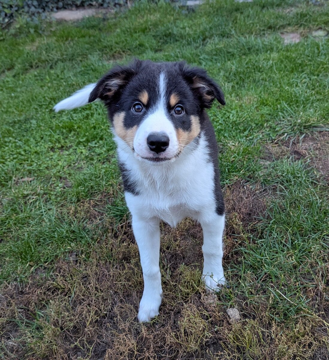 Border kolia tricolor - 11