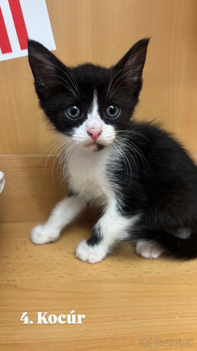 Darujem mačiatká - 11