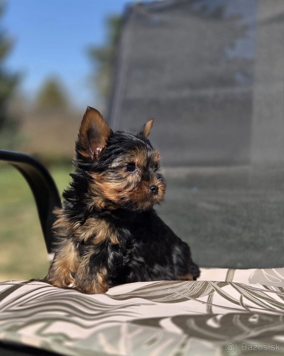 Yorkshirsky terier - 11