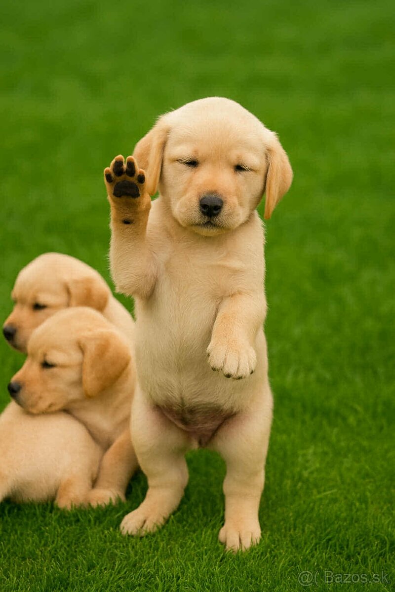 šteniatka labrador a IHNEĎ - 11