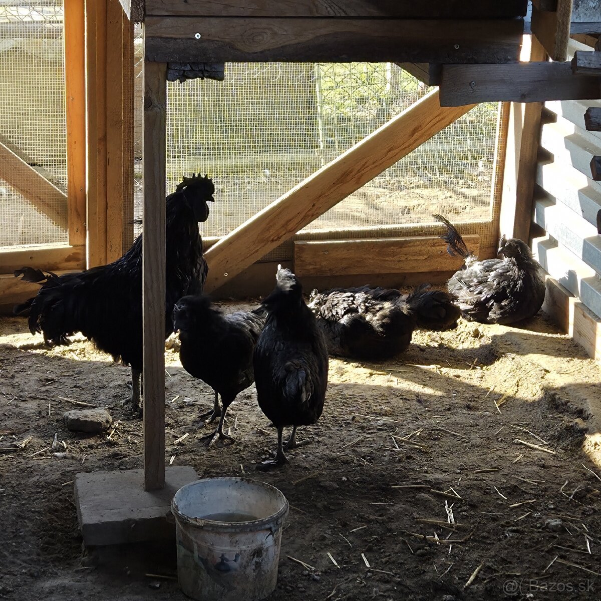 Chovny kmeň Ayam cemani - 11