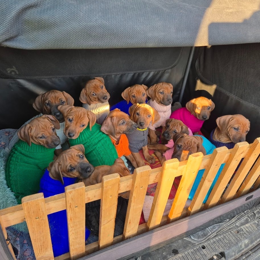 Rhodesian Ridgeback - vymazlená štěňátka s PP - 11