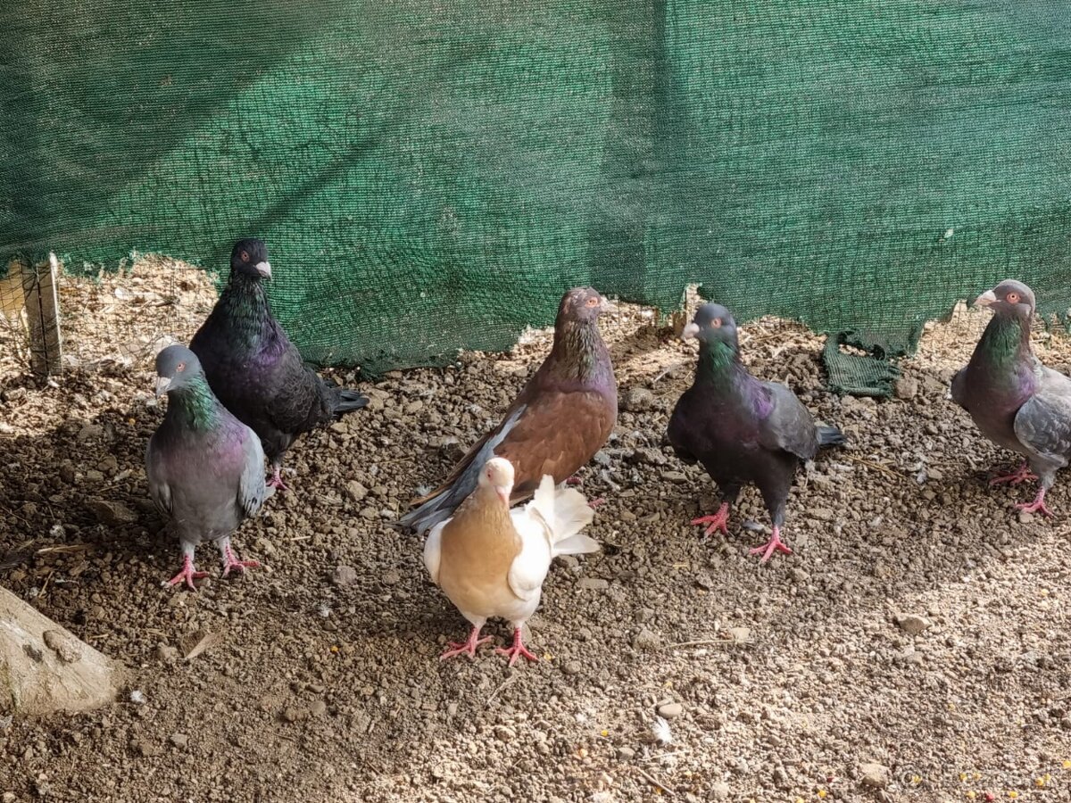 Holub ryman , hohub pávik - 11