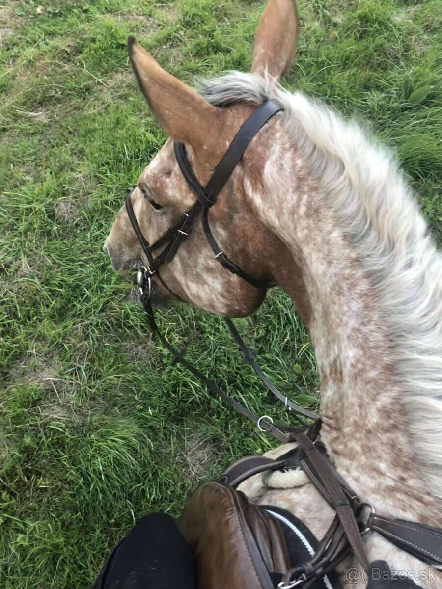 Kobyla - 11