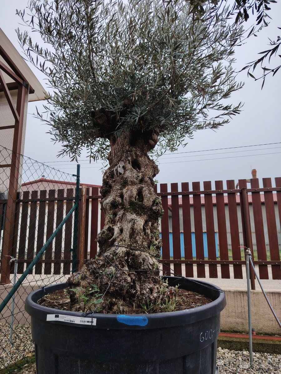 Olivovník europea - 11