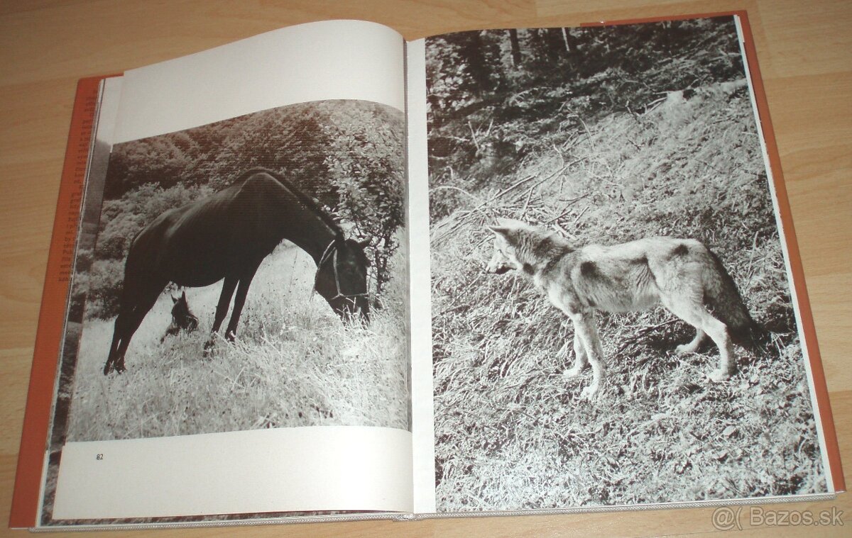 Osamělá vlčice - 11