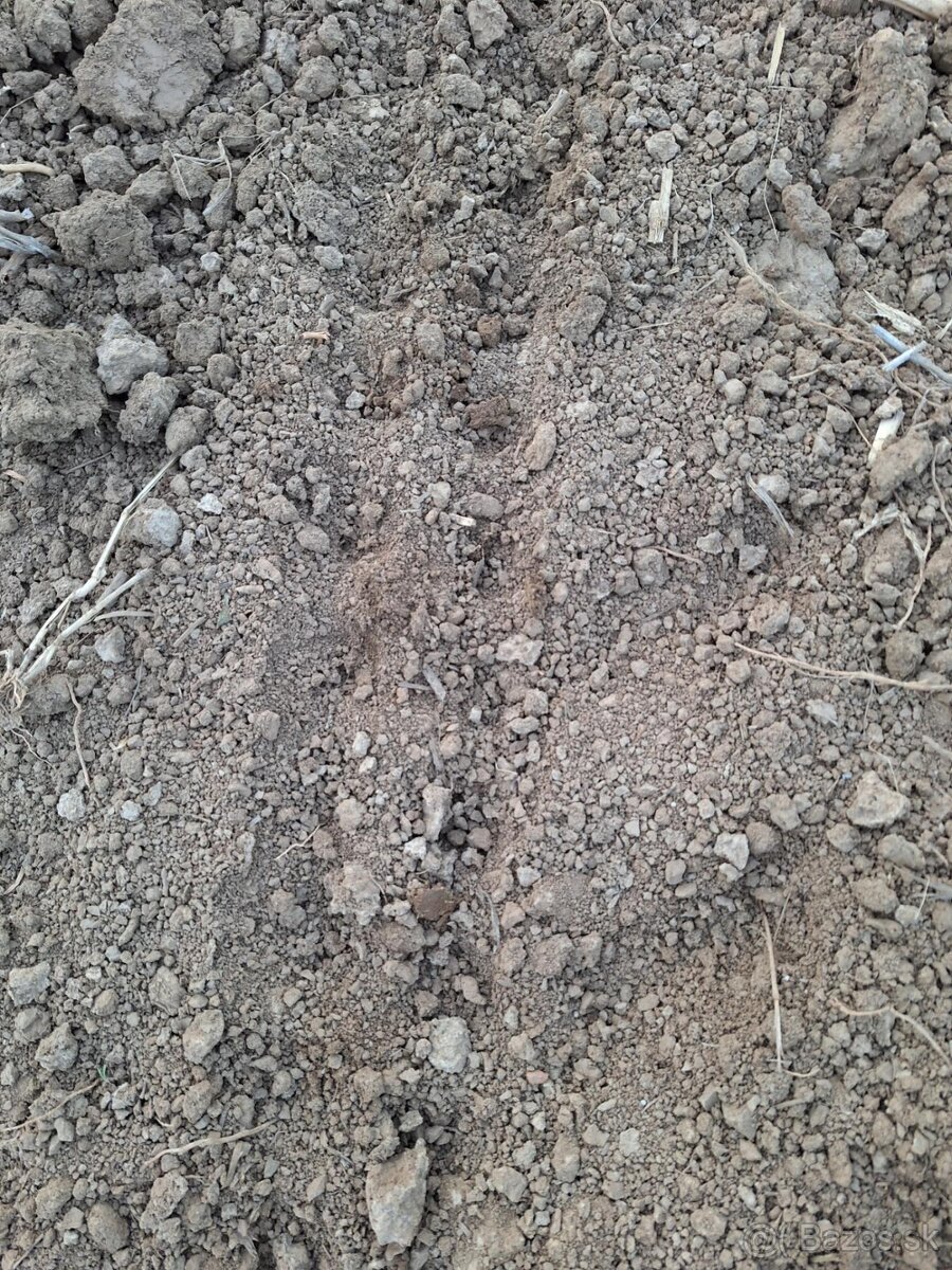 Pritlačné koliečka na sejací stroj na kukuricu - 11