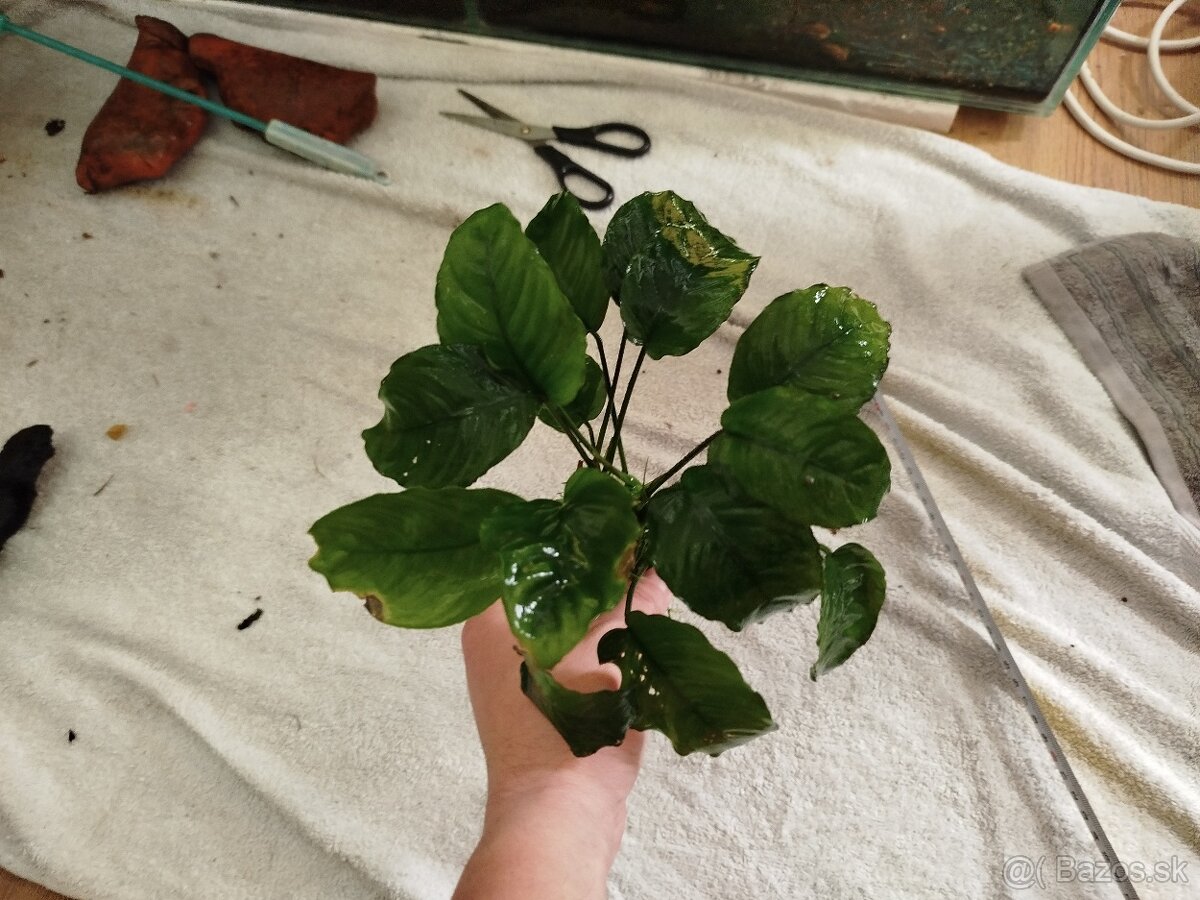 Predám veľké Anubiasy - 11