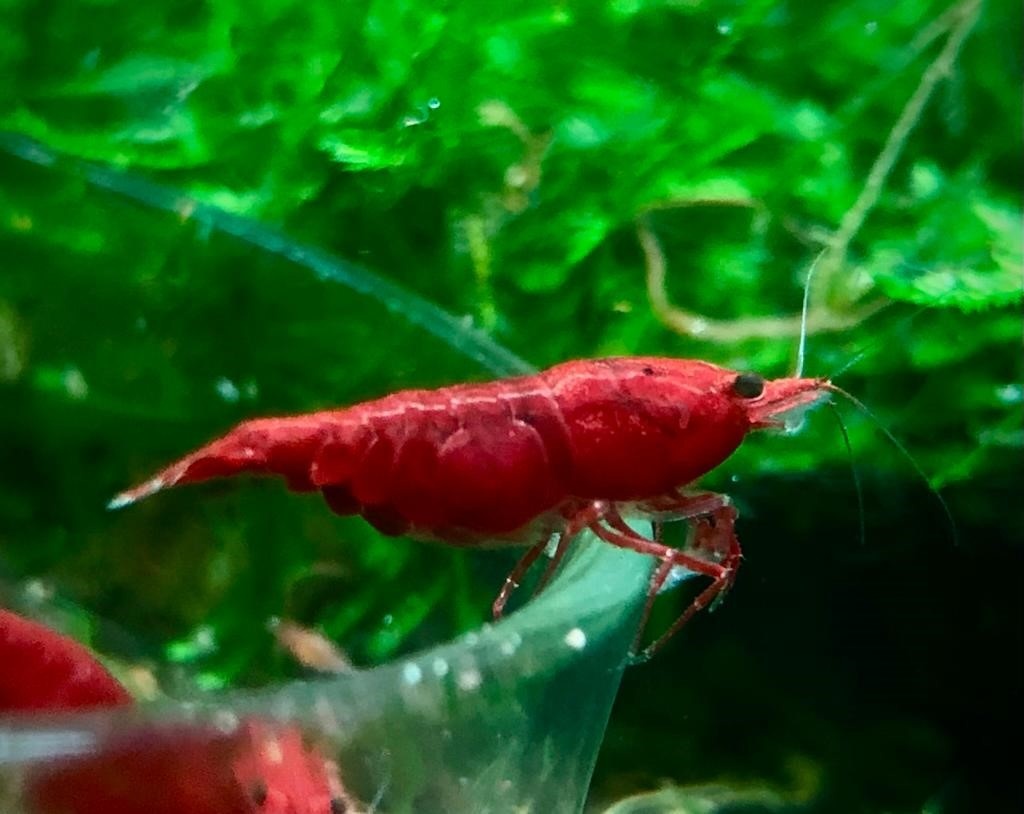 Krevetky Neocaridina - 11