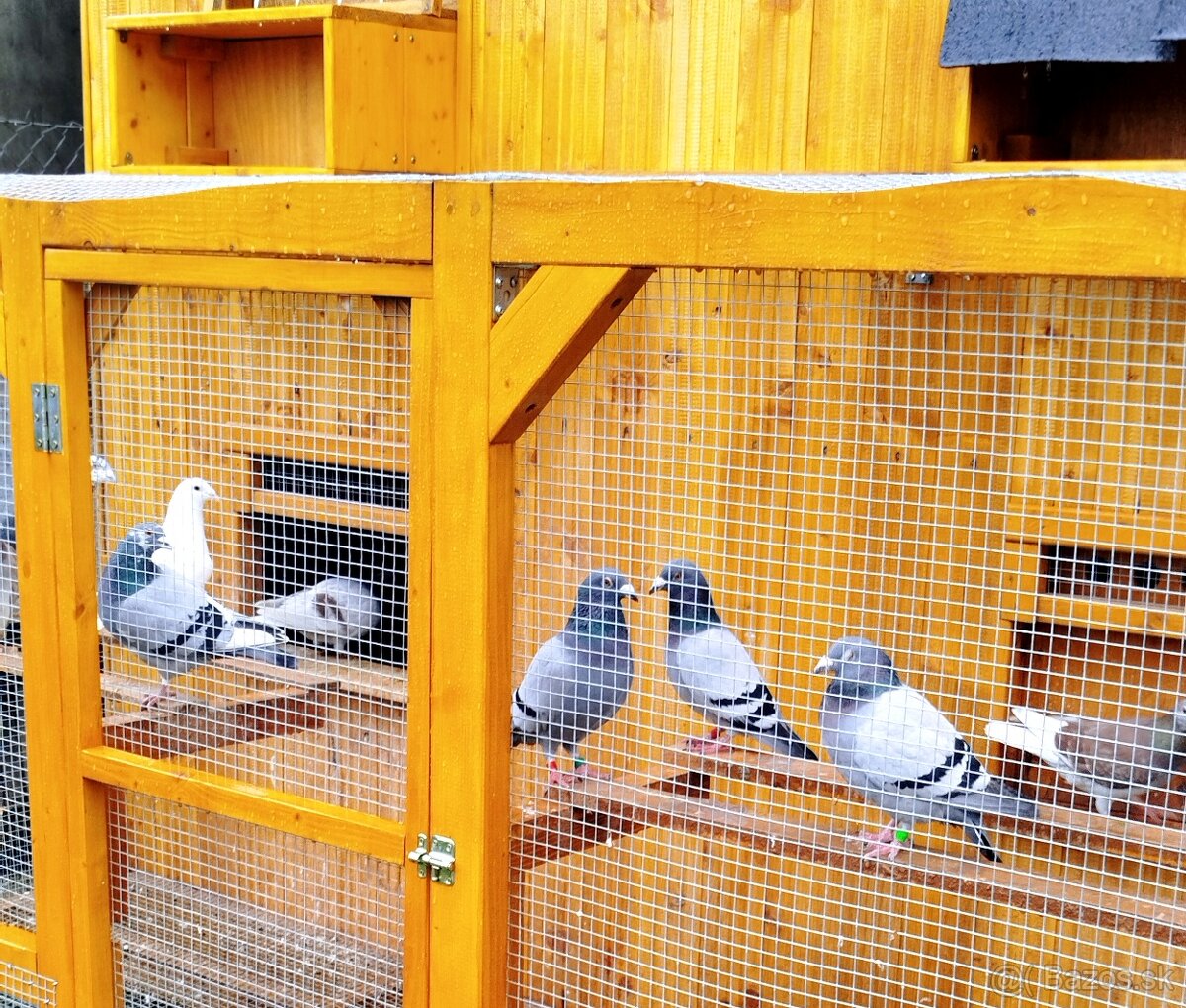 Poštové holuby samčeky - 11