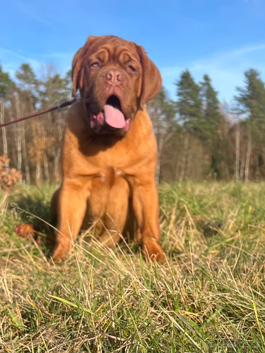 Bordeauxská doga s PP pes - 11