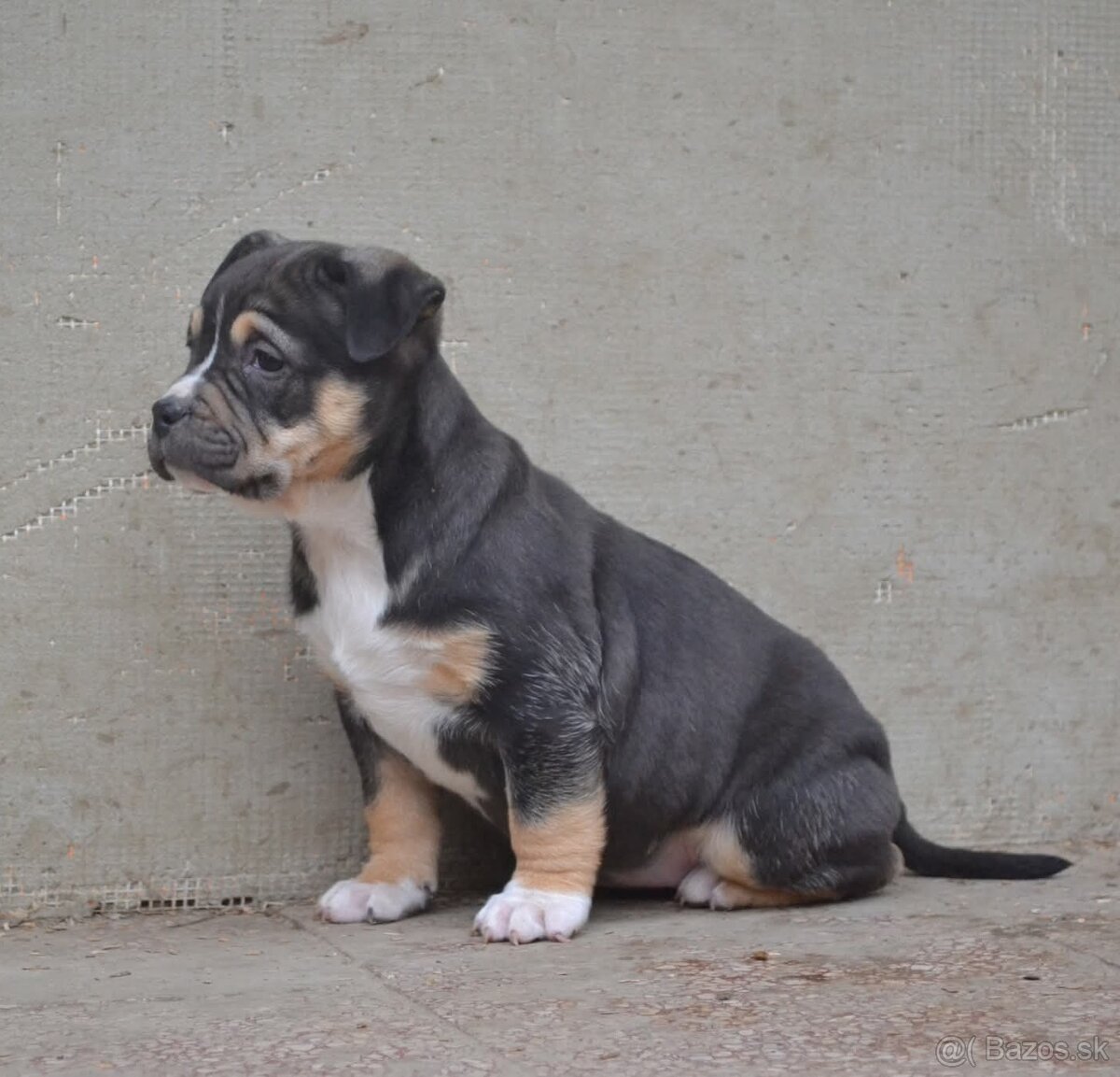 American bully pocket / shar pei (odber 14.11) - 11