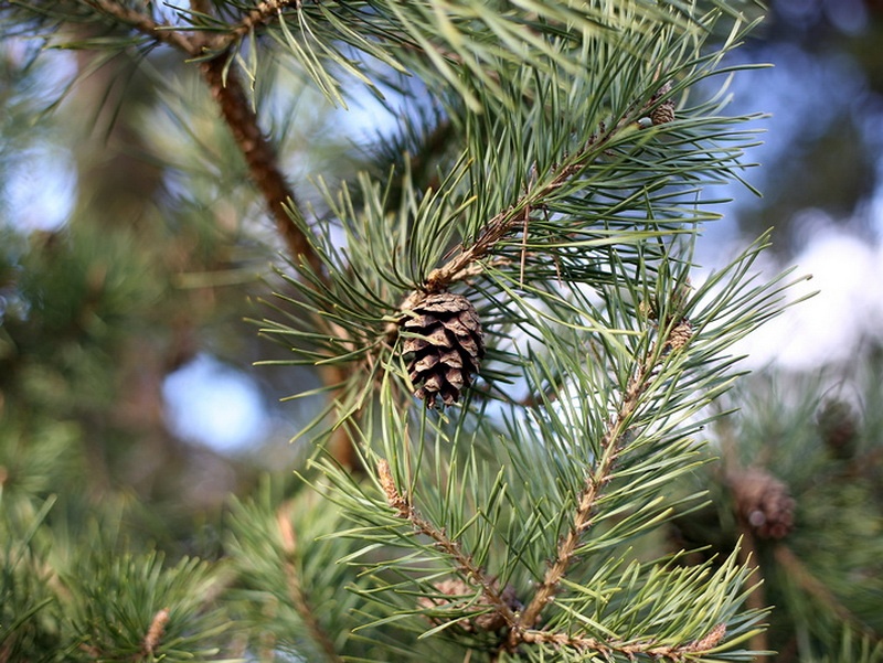 Zoom-Nikkor 80-200mm / F4,5 / Nikon F - 11