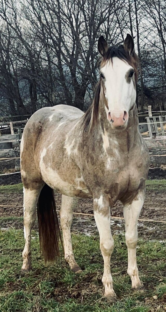 APH QH ZREBCE PRIPUSTANIE 2026 - 11