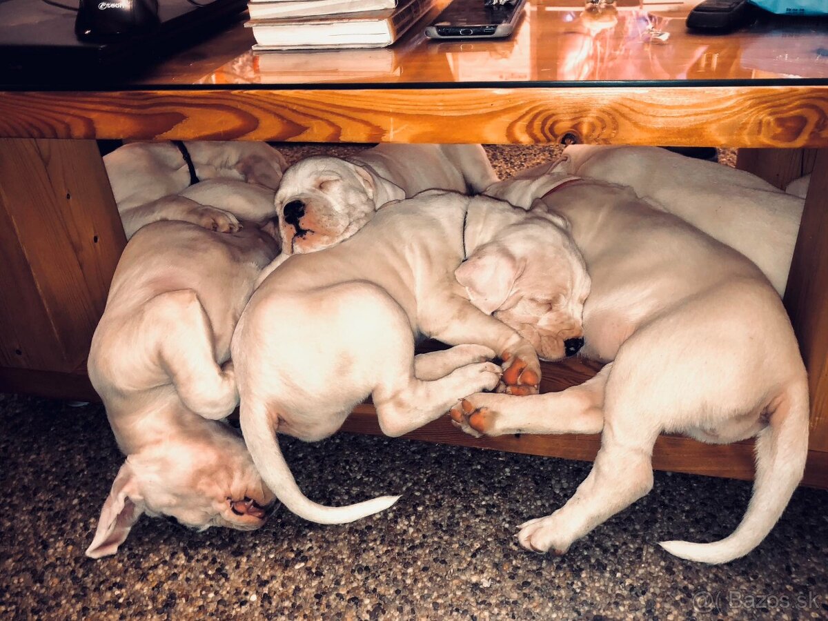 Argentínska doga - sučka s PP - 11