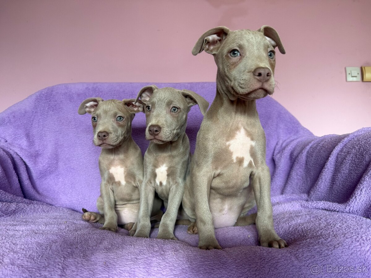 Americký pitbulterier s PP silverfawn rarita - 11