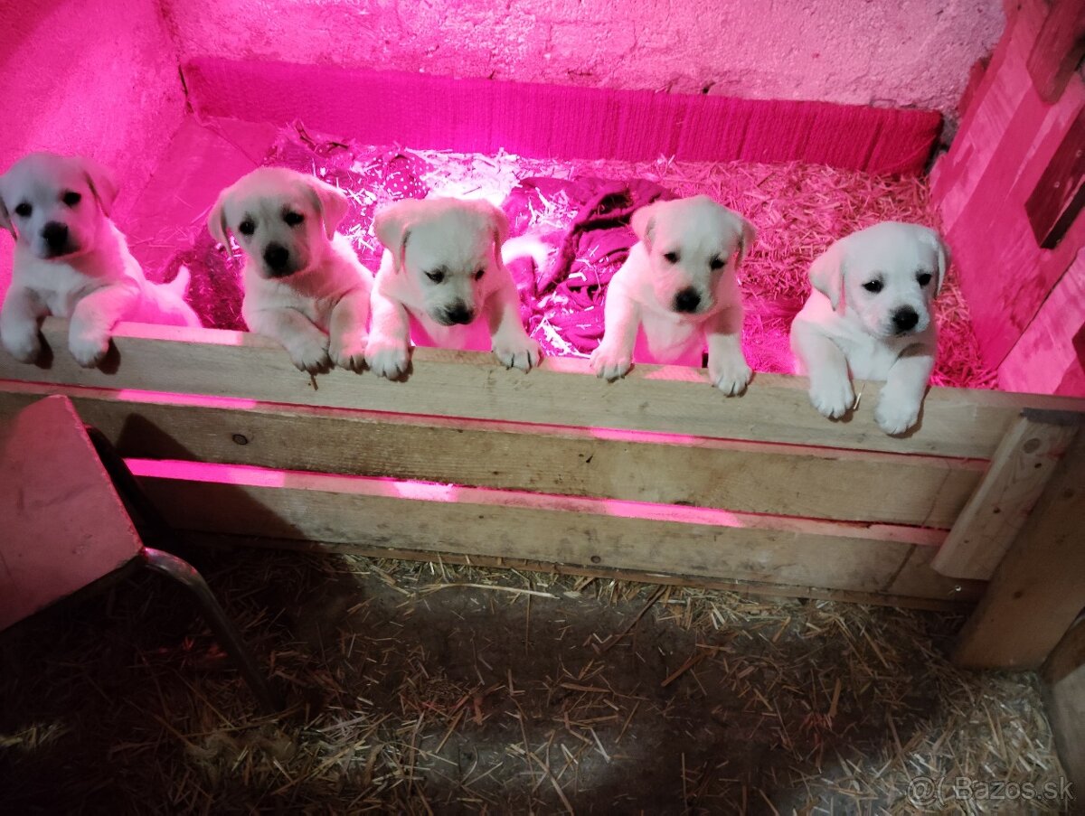 Labrador krytie - 11