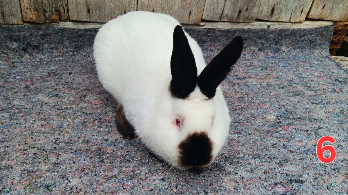 N.O. Strakoš, Kalifornsky - 11