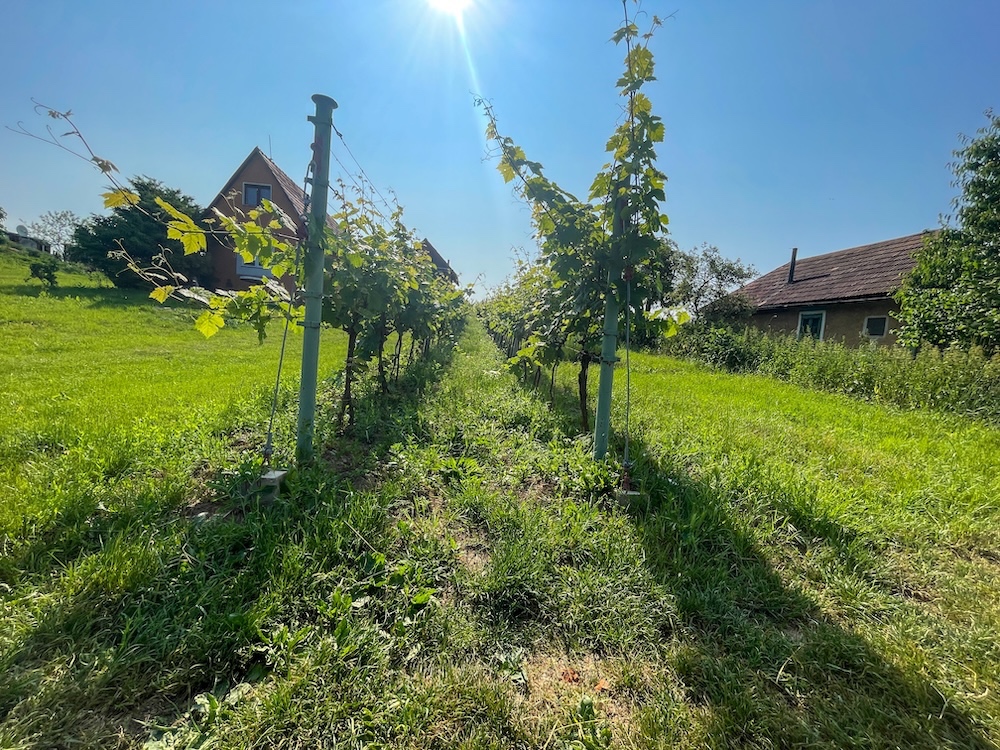 Viničný dom s vinohradom na predaj, Melek - 11