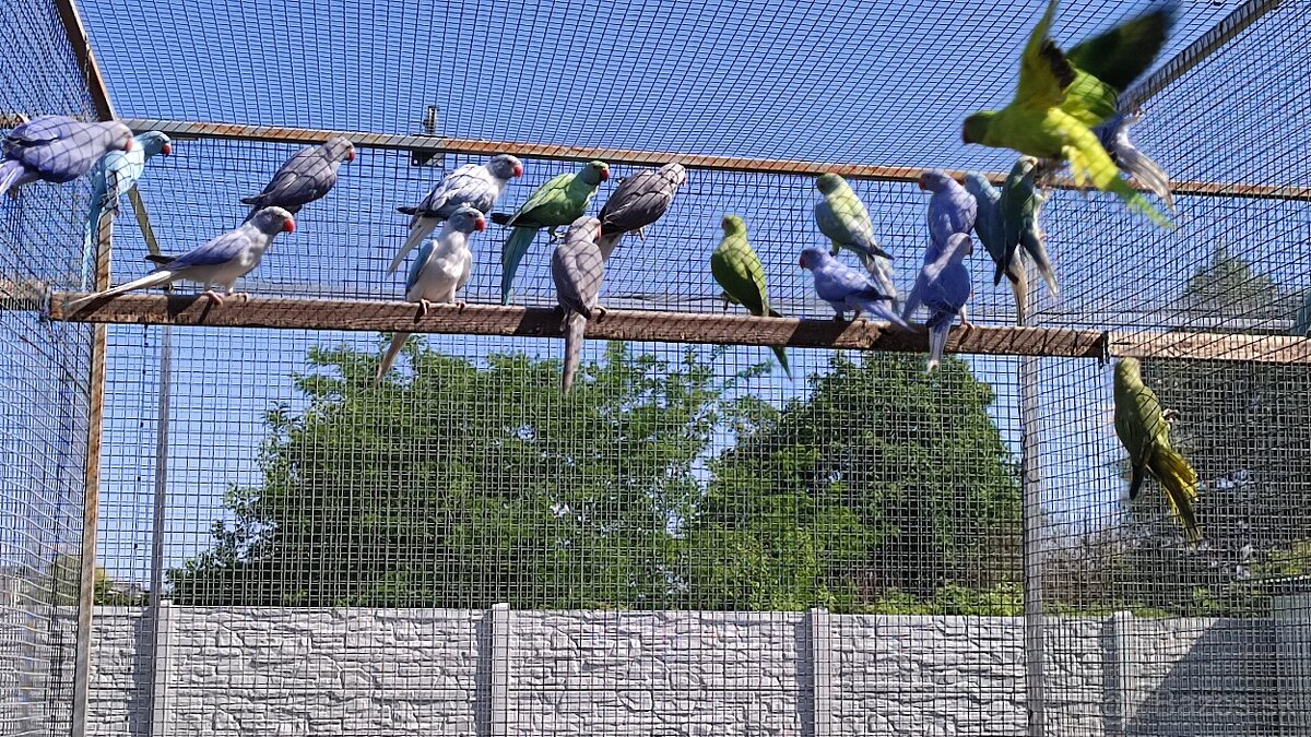 Alexandre malé 03/2025 - 11