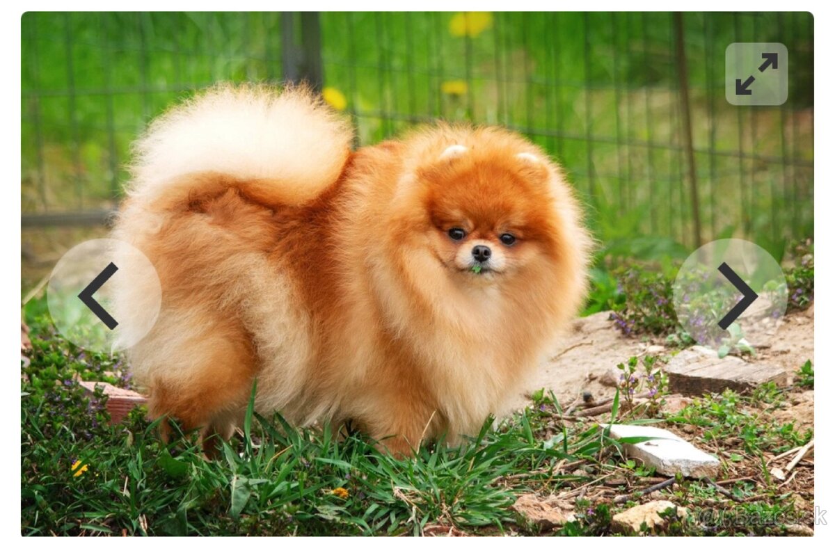 Pomeranian s PP - 11