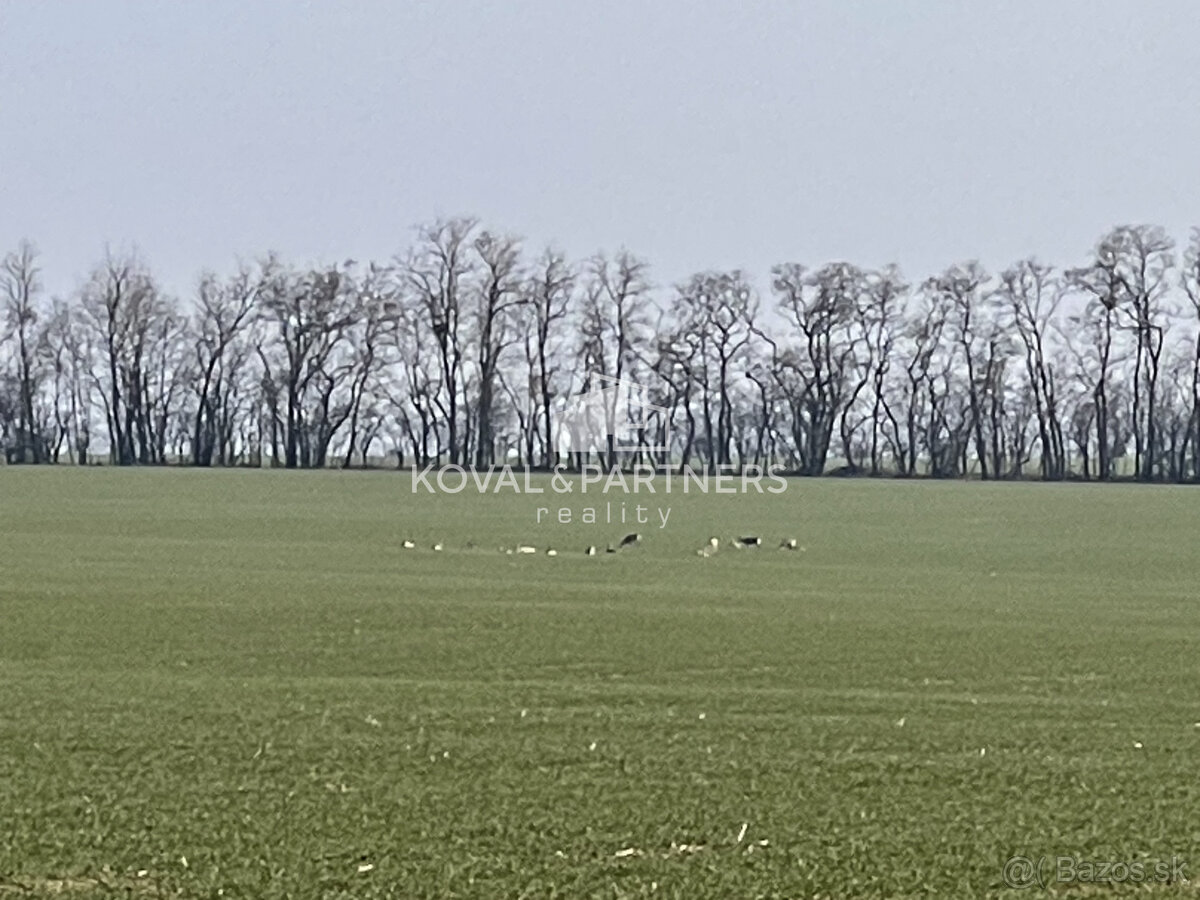 Na predaj orná pôda 3706 m2 - 11