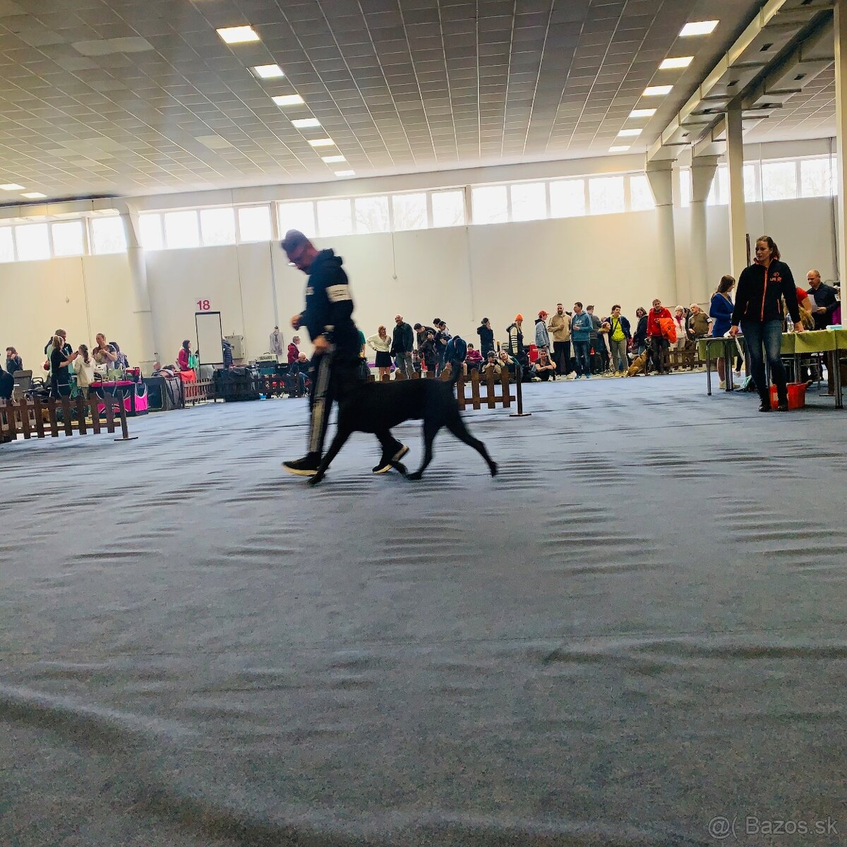 Pes na krytie Cane Corso 3 ročný - 11