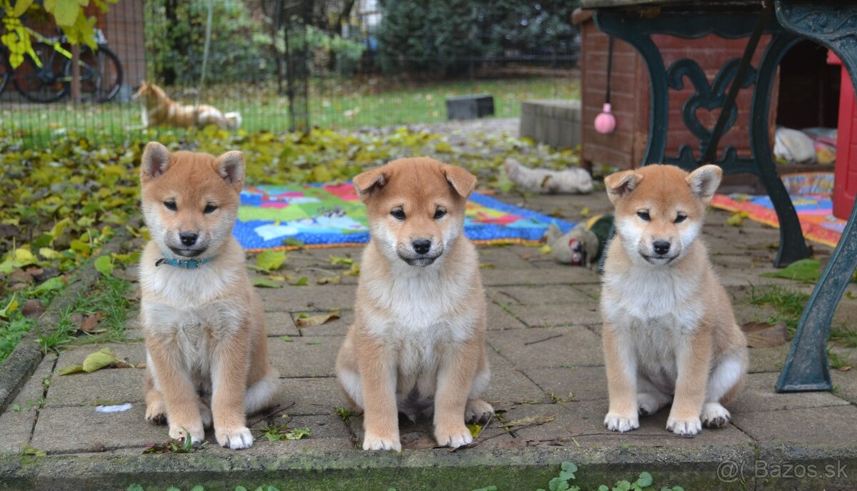 Shiba inu s PP /FCI / - 11