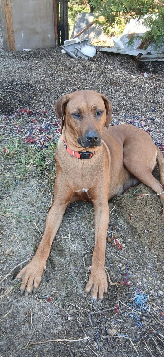 Rhodesian ridgeback - 11