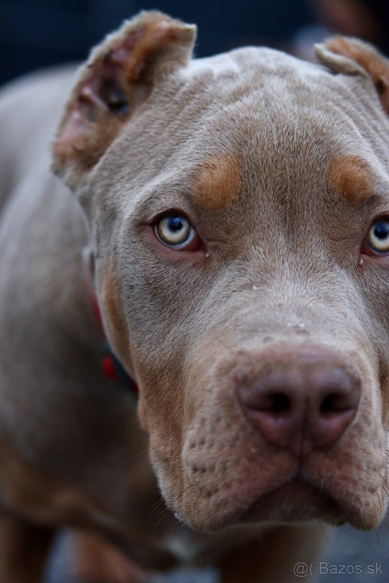 American Bully XL (Pitbull XXL) - 11