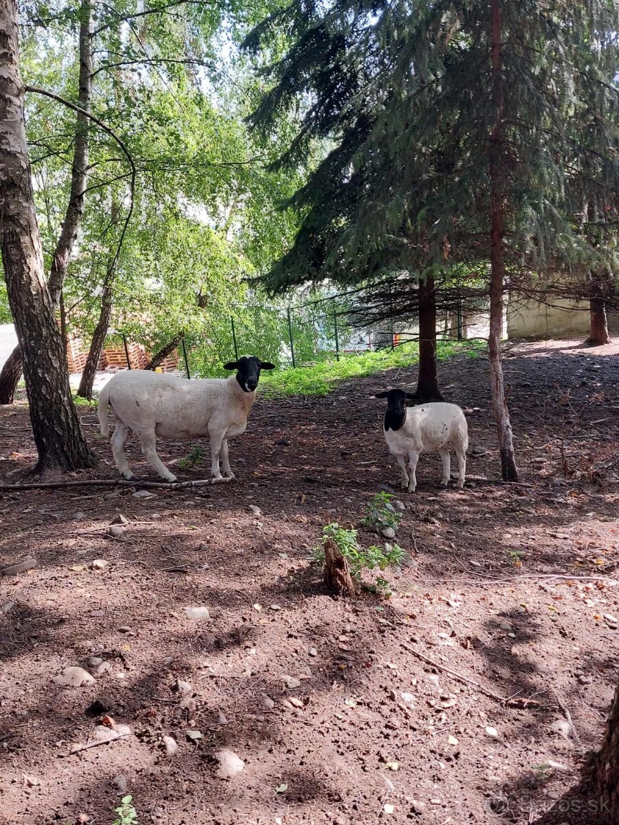 Holandska mini koza a baran Quessant - 11