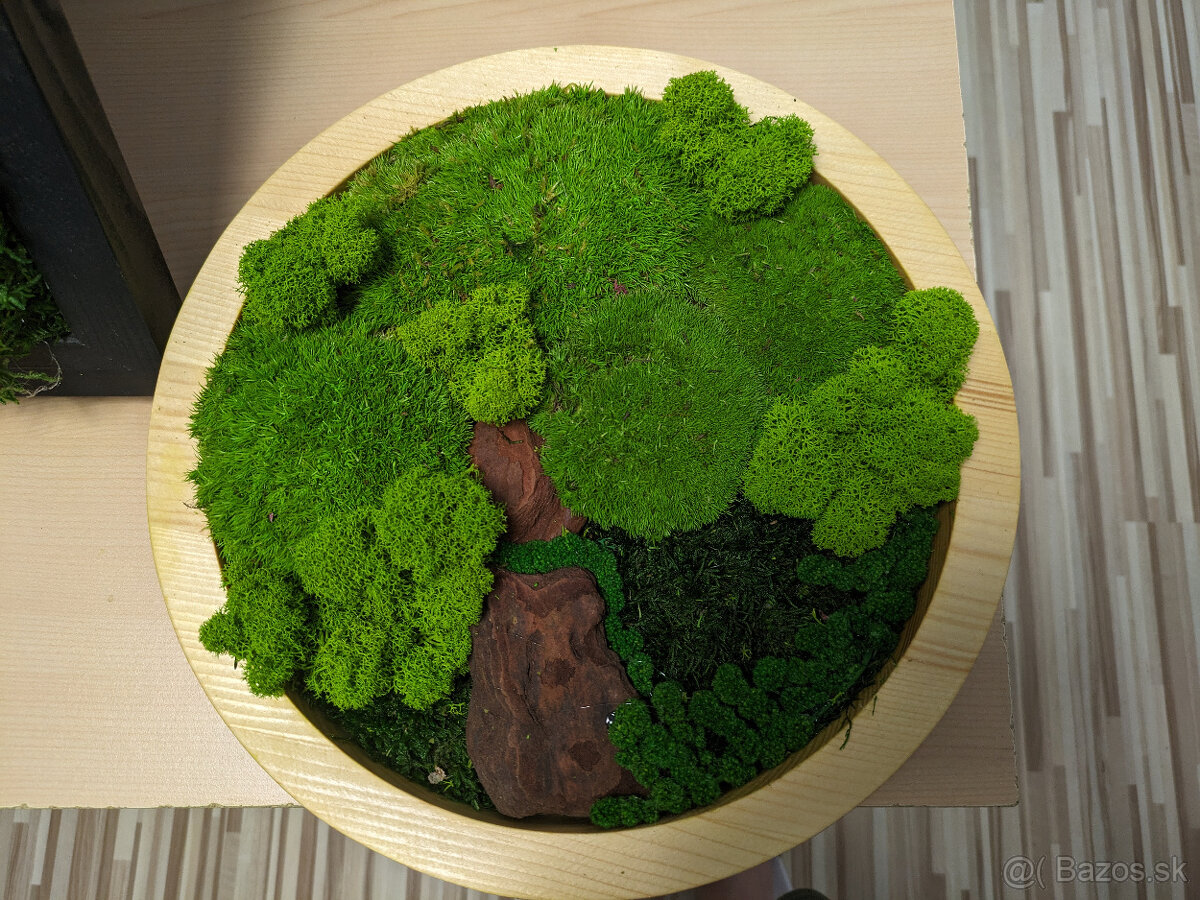 Machové obrazy, steny a doplnky - 11