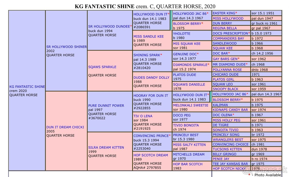 Pripúšťanie cremello Quarter Horse žrebcom - EARLY BOOKING - 11