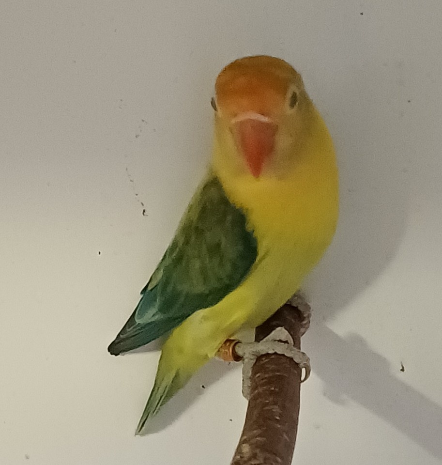 Prodám agapornise. - 11