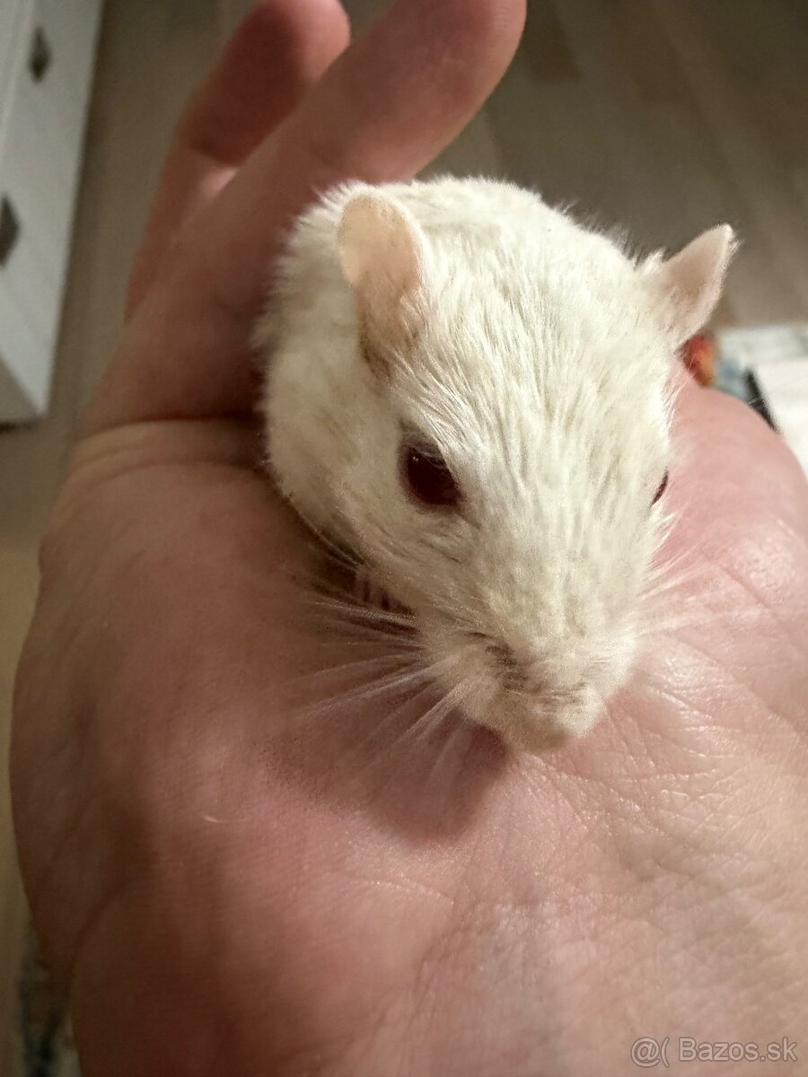 Darujeme pieskomila - 11