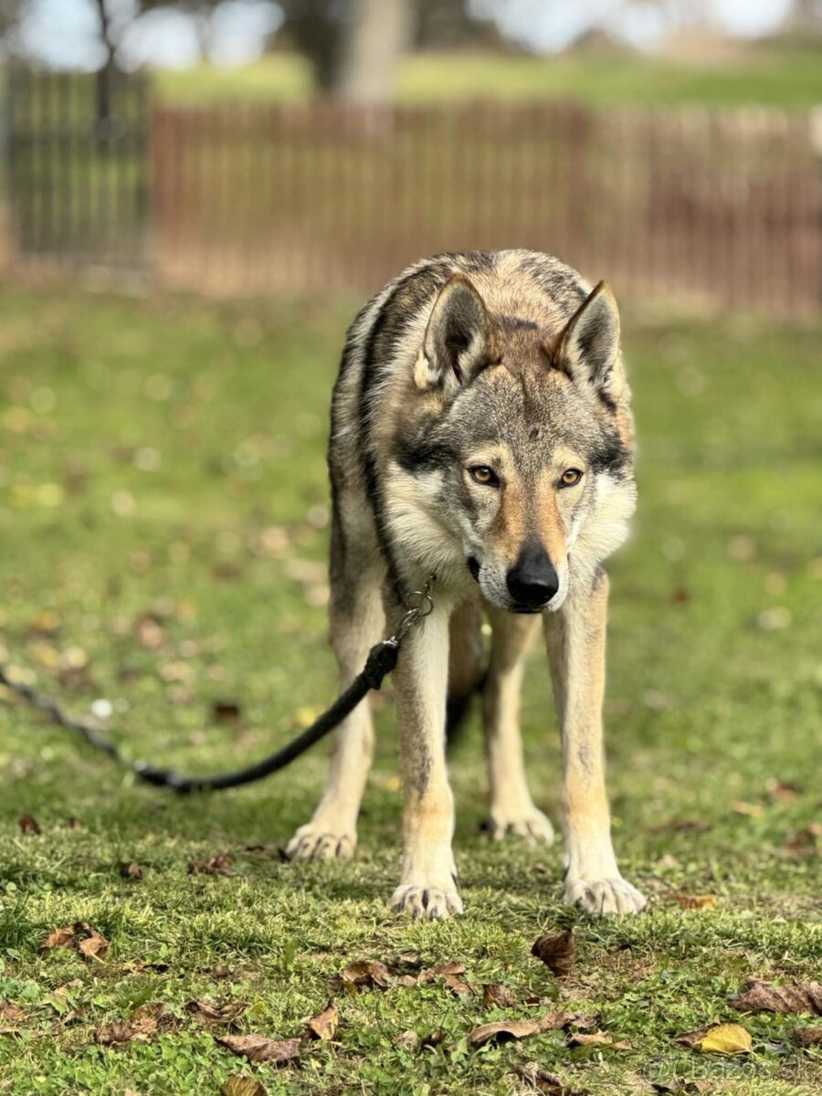 československý vlčiak s PP (FCI) - 11