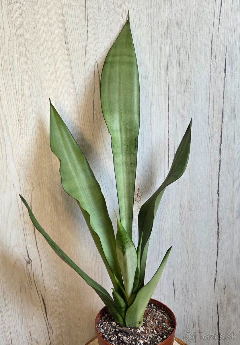 Rôzne izbové rastlinky - 11