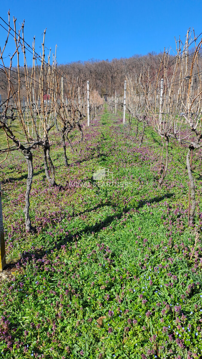 Vinica 608 m² s viničnou chatkou v obci Jelenec, okres Nitra - 11