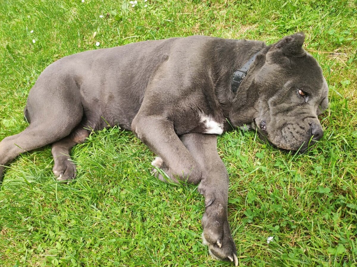 Cane Corso - 11
