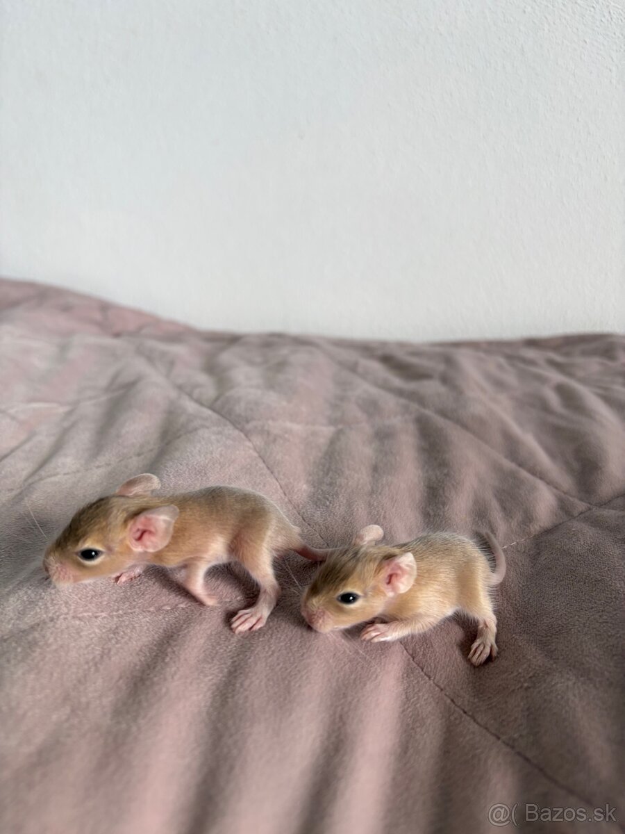 Predám mláďatá osmaka degu🐾 - 11
