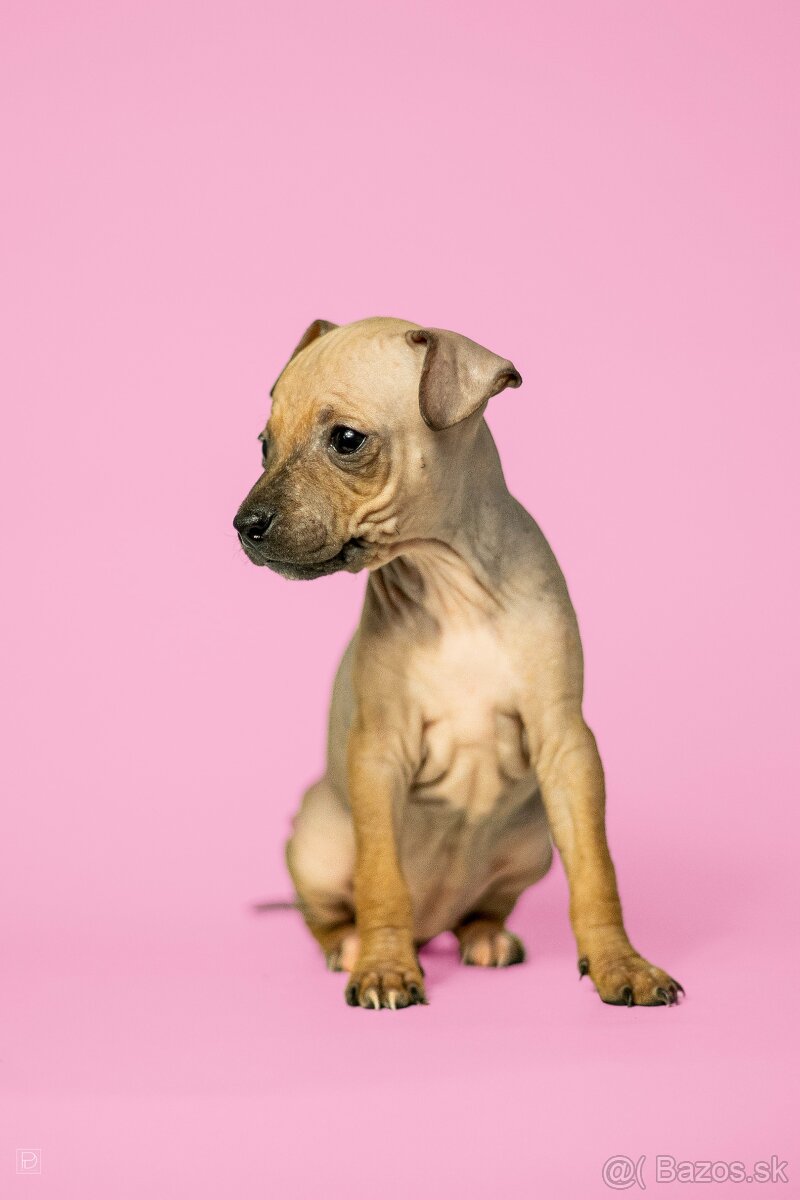 Americký bezsrstý teriér - 11