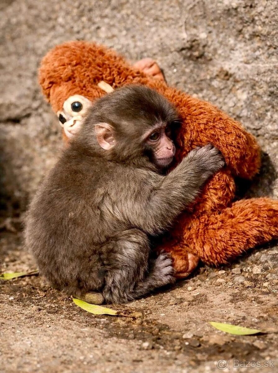 PUNCH original opička plyšová hračka - 11