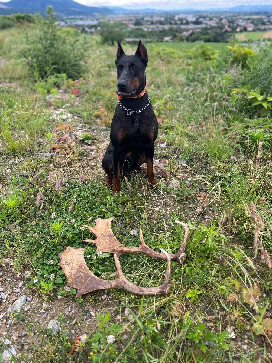 Doberman šteniatka - 11