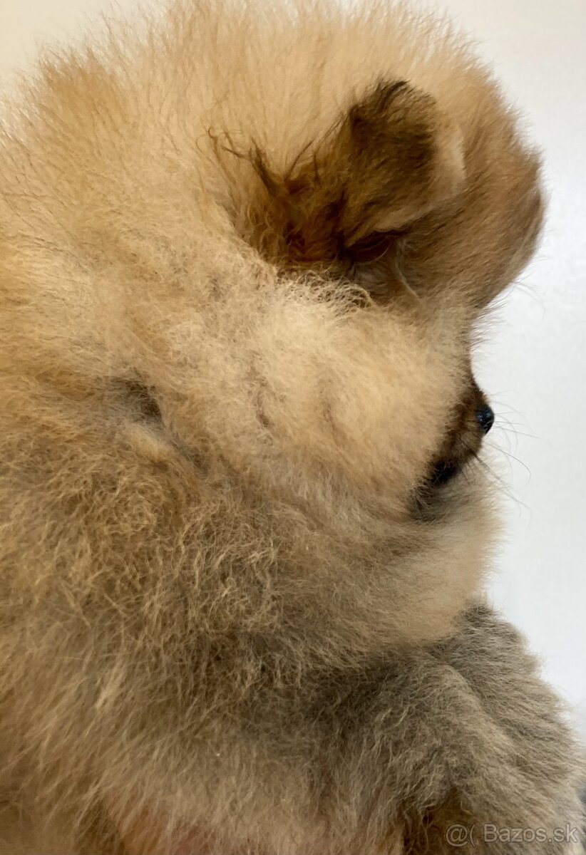 Pomeranian s PP FCI - 11