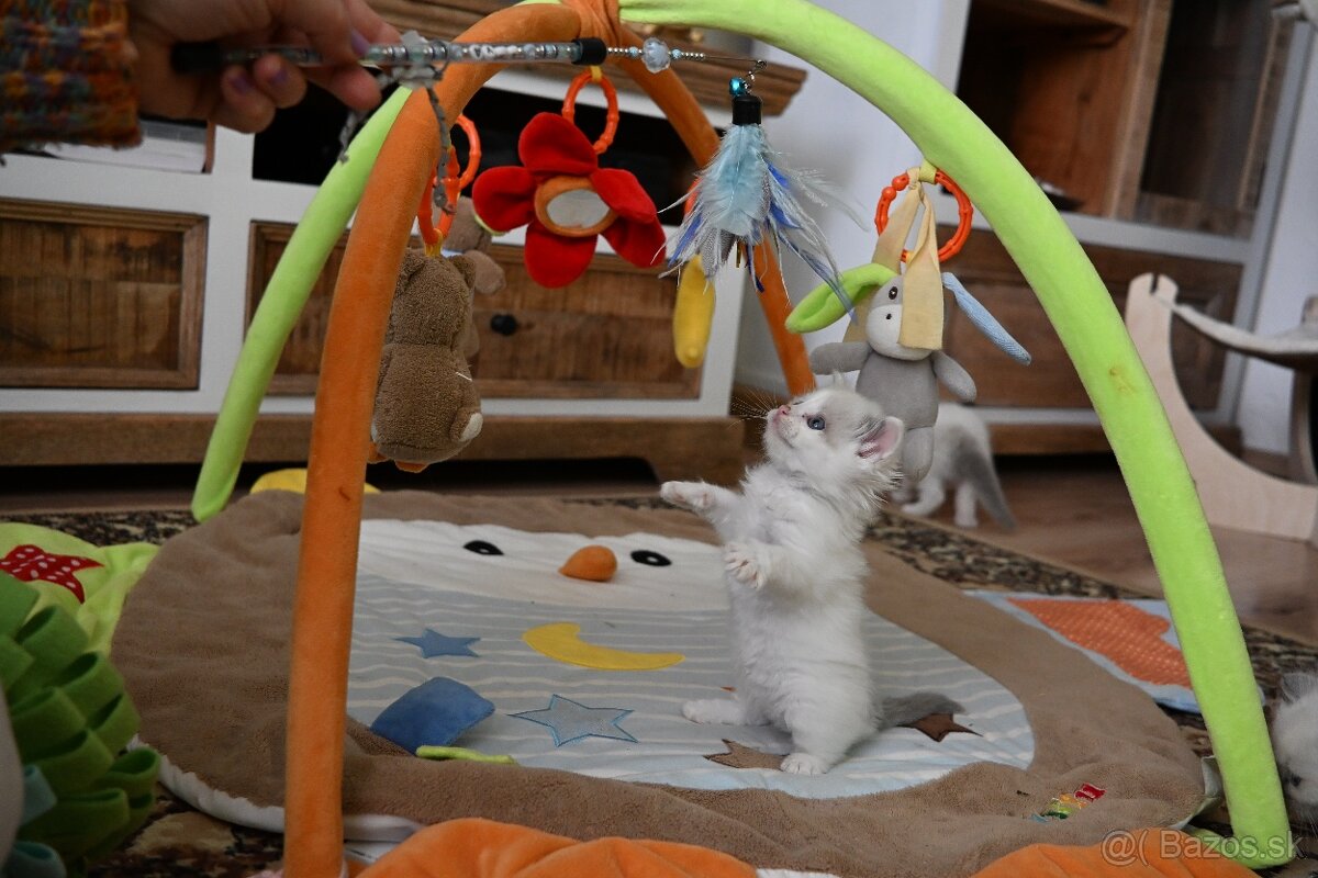 RAGDOLL mačiatka s rodokmeňom, - 11